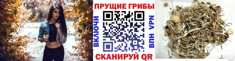 купить   Корсаков  Галлюциногенные грибы мицелий 